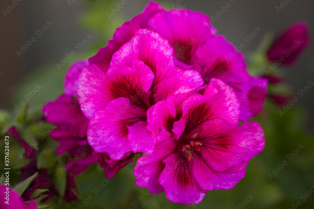 Purple geranium with green leaves. Close-up Purple geranium with green leaves. Close-up
