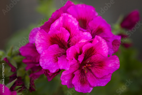 Purple geranium with green leaves. Close-up