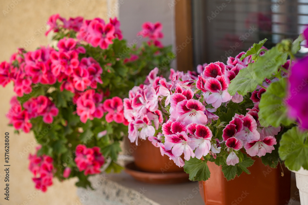 Beautiful pink and purple Pelargonium flowers in a pot. Closeup Pelargonium flowers