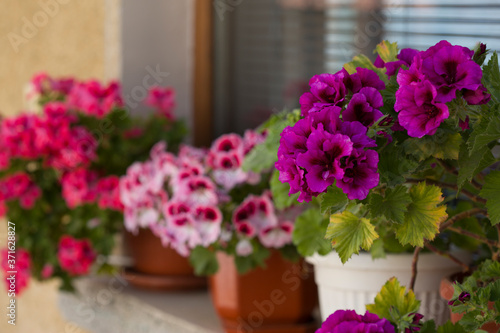 Fototapeta Naklejka Na Ścianę i Meble -  Beautiful pink and purple Pelargonium flowers in a pot. Closeup Pelargonium flowers