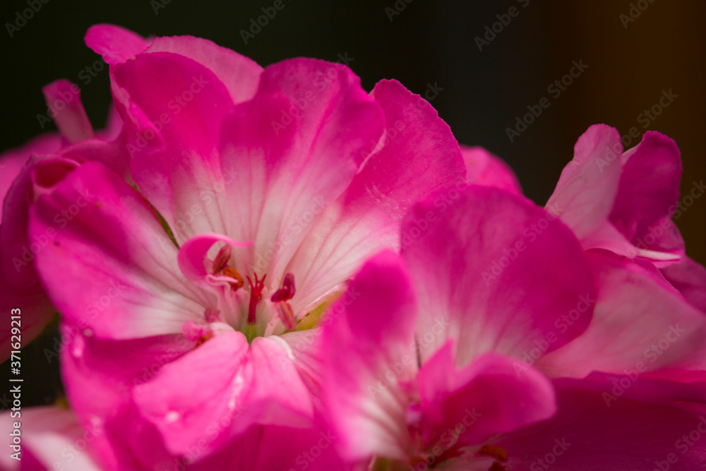 Fototapeta premium Bright pink geranium flowers close-up