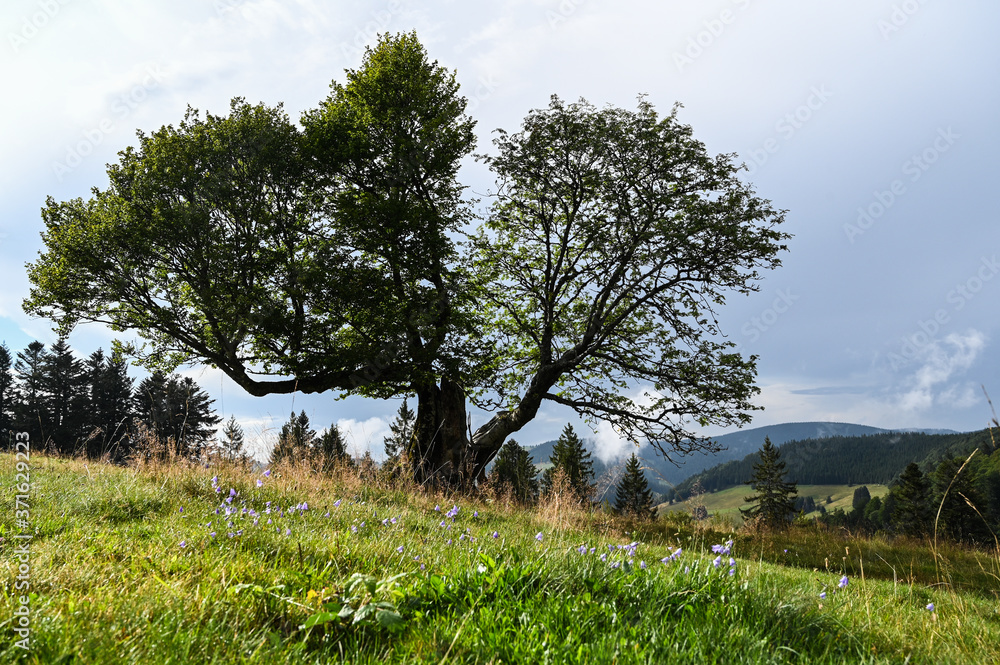 Obraz premium Buche im Schwarzwald