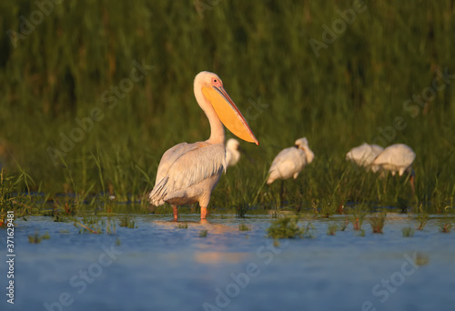 Singles and groups of great white pelican (Pelecanus onocrotalus) are photographed standing in blue water against a backdrop of green aquatic vegetation in soft evening light.