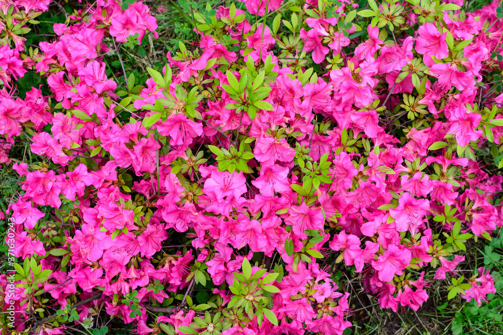 Bush of delicate pink magenta flowers of azalea or Rhododendron plant in a sunny spring Japanese garden, beautiful outdoor floral background.