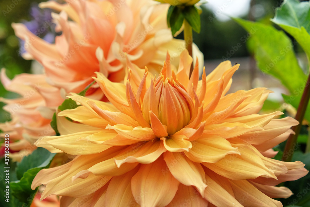 Orange decorative dahlia 'hamari gold' in flower Orange decorative dahlia 'hamari gold' in flower