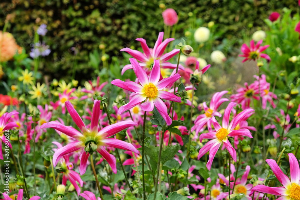 Obraz premium 'Honka Rose' orchid dahlia flower on a green background