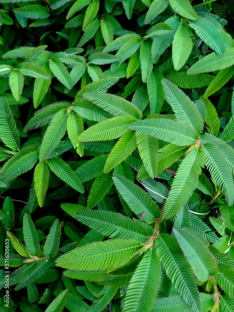 close up of green leaves close up of green leaves