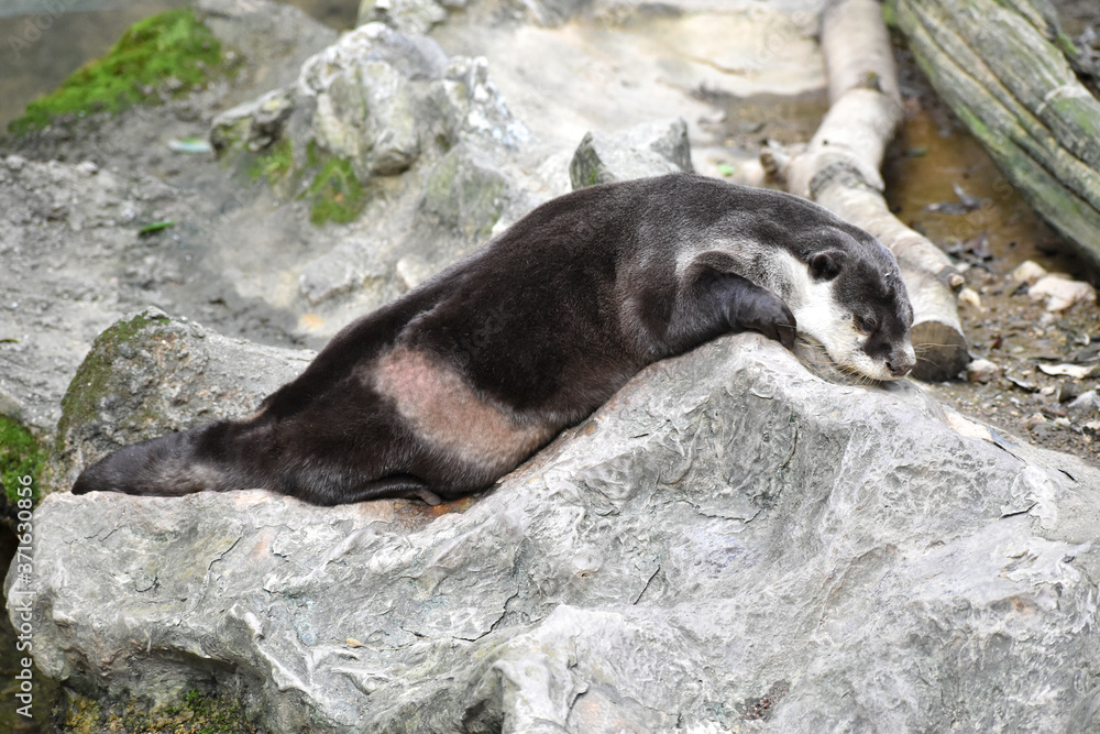 Obraz premium ツメナシカワウソ