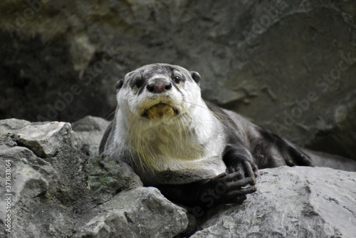 ツメナシカワウソ