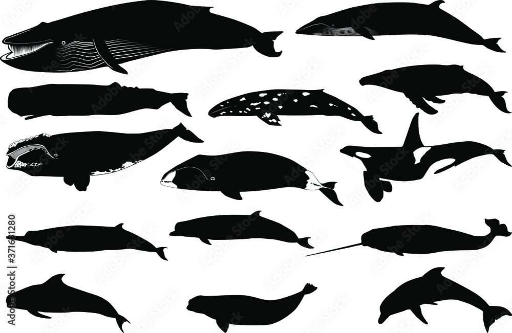 Various silhouette vector of a whale and a dolphin separated on white background Various silhouette vector of a whale and a dolphin separated on white background