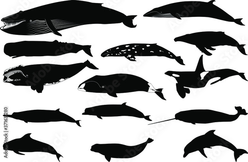 Various silhouette vector  of a whale and a dolphin separated on white background