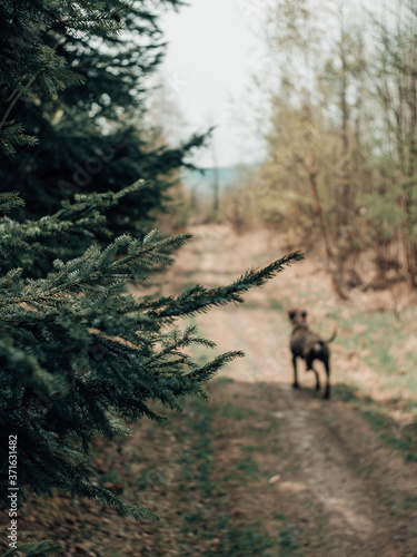dog running in the woods