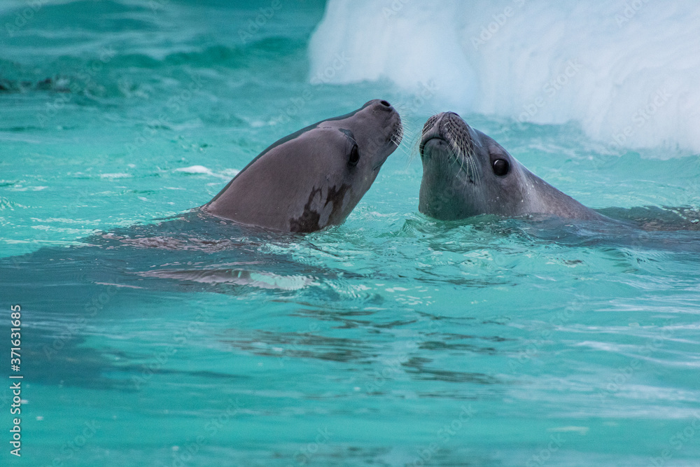 Fototapeta premium Crabeater Seals (Lobodon carcinophagus)