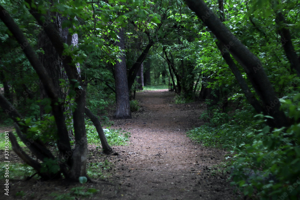 a corridor of trees in the forest. sunlight breaks through the branches of trees a corridor of trees in the forest. sunlight breaks through the branches of trees