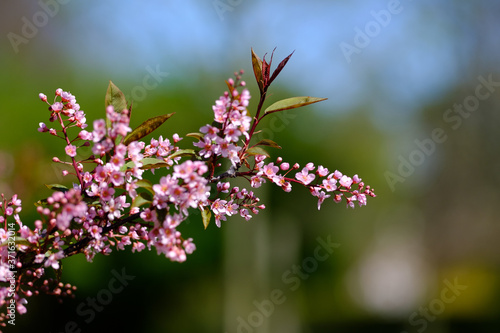 Beautiful pink flower branch in spring time.