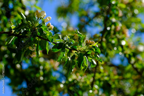 Lush green spring branches with small flowers.