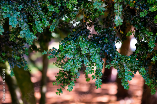 Green foliage providing some nice shade.