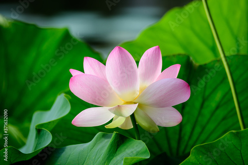 Delicate vivid pink and white water lily flowers  Nymphaeaceae  in full bloom and green leaves on a water surface in a summer garden  beautiful outdoor floral background photographed with soft focus.