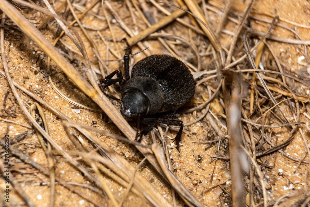 black beetle on the ground black beetle on the ground