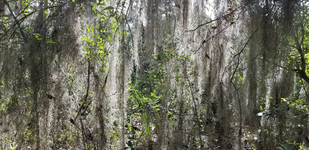 Fototapeta premium Spanish Moss