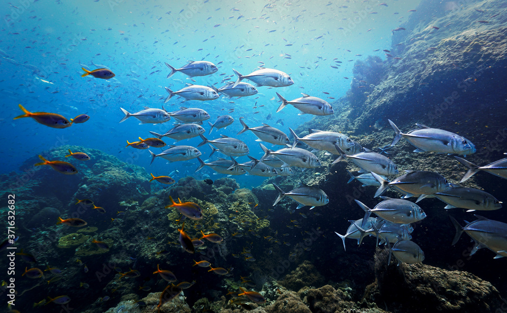 Obraz premium Beautiful school of fish at coral reef