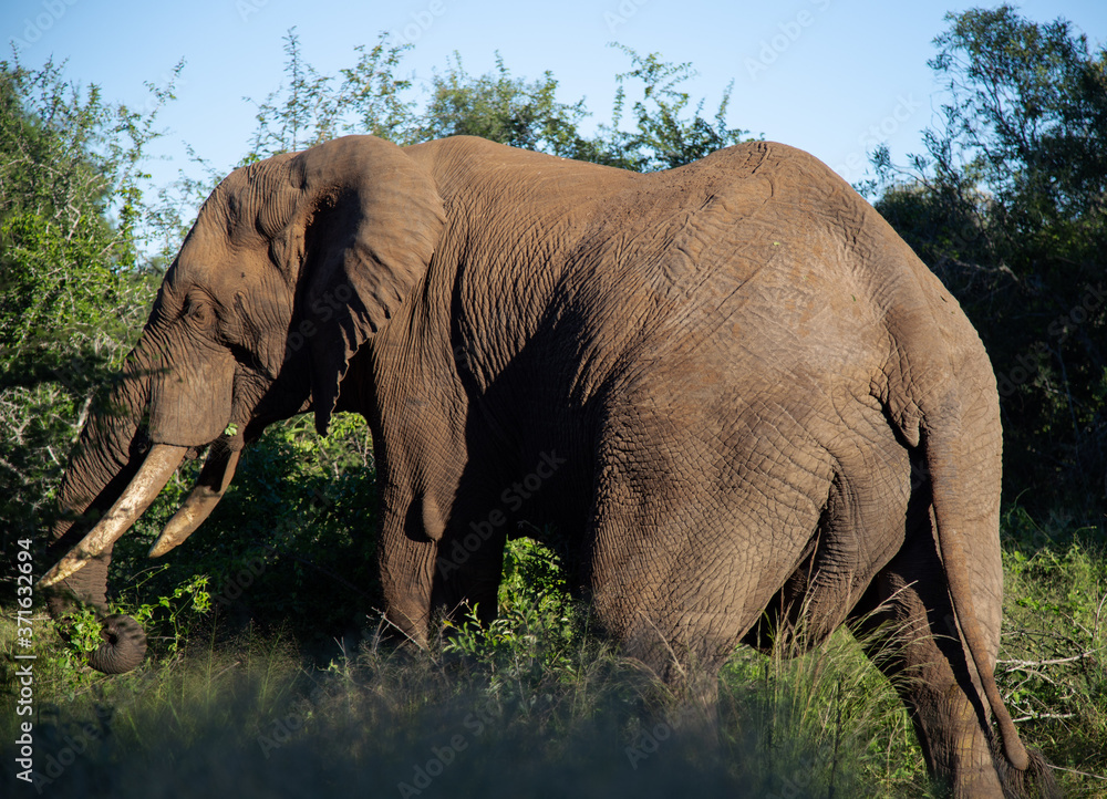 Obraz premium Elephant spotted in a safari