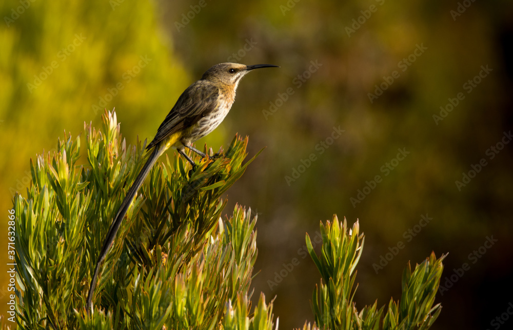Fynbos cape sugarbird long tail Fynbos cape sugarbird long tail