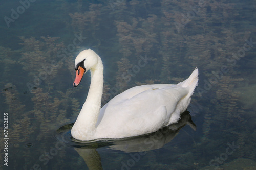 A beautiful white swan swims in the lake. photo