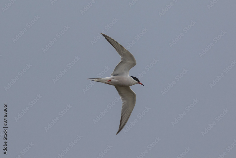 Common turn (Latin name Sterna Hirundo) in flight Common turn (Latin name Sterna Hirundo) in flight