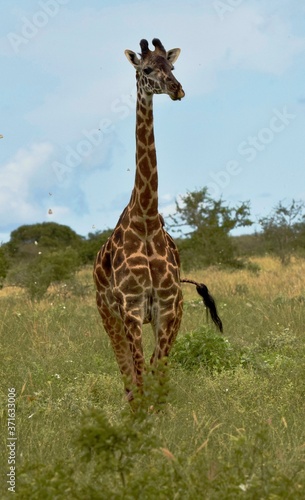 Photography giraffe in the wild