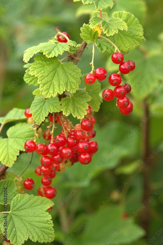 red currant bush red currant bush