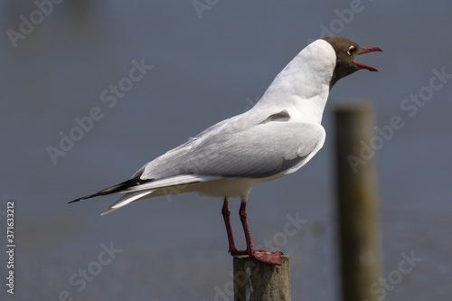 Black-headed gull (Latin name Larus ridibundus) perched on a post calling