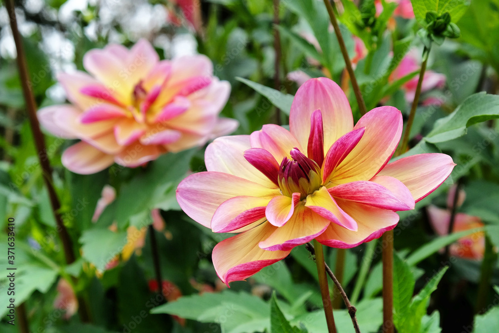 Pink and pale yellow decorative dahlia 'dark butterfly' in flower Pink and pale yellow decorative dahlia 'dark butterfly' in flower
