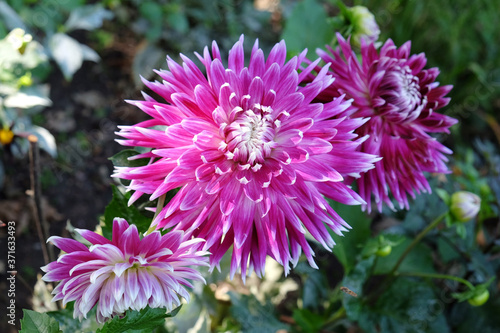 Pink and purple decorative dahlia flowers in bloom during late summer