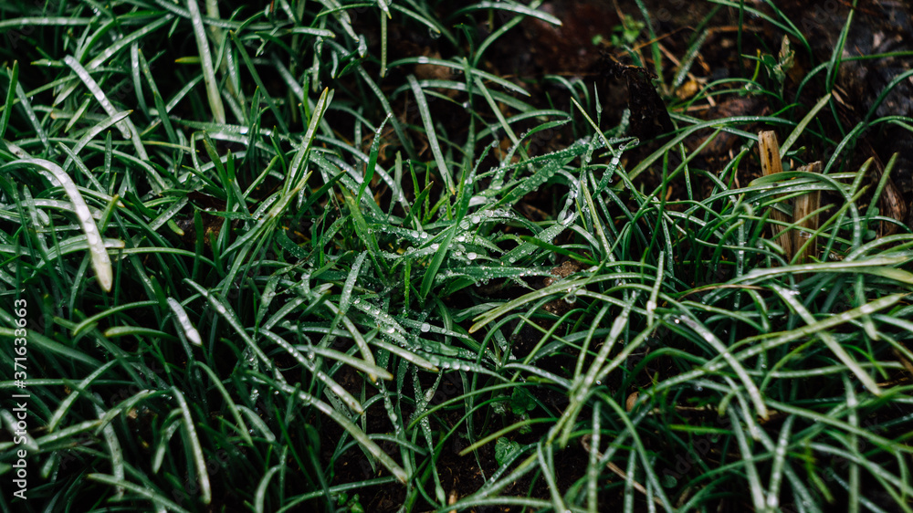 green grass with dew drops in the early cool autumn morning green grass with dew drops in the early cool autumn morning