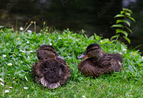 Two ducklings resting in the grass