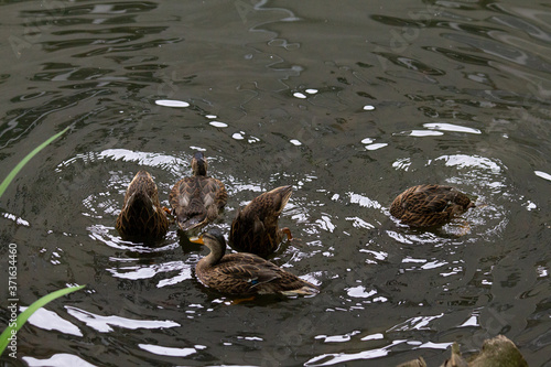 Young dabbling ducks diving