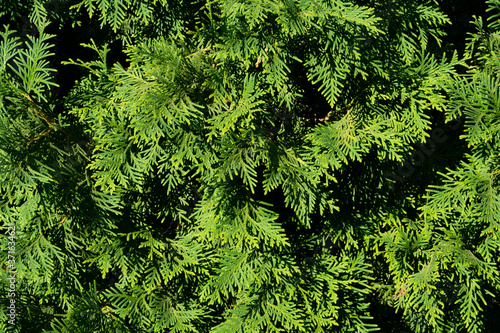 juniper leafs close up photo summer garden texture