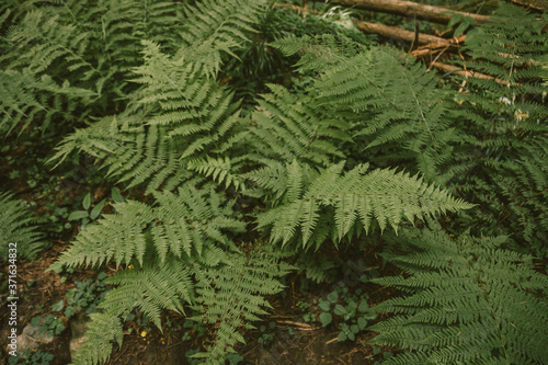 A close up of a green plant