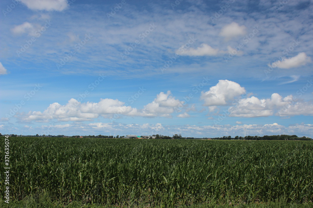 A beautiful blue sky with clouds over a corn field in the summer. A beautiful blue sky with clouds over a corn field in the summer.