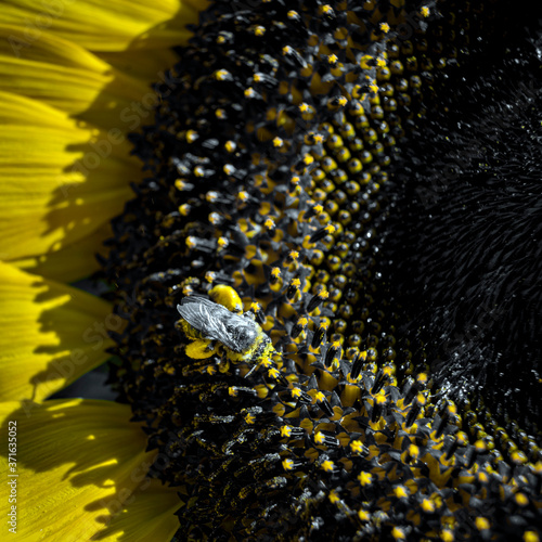 Wallpaper Mural sunflower close up Torontodigital.ca