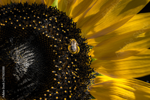 Wallpaper Mural sunflower with bee Torontodigital.ca