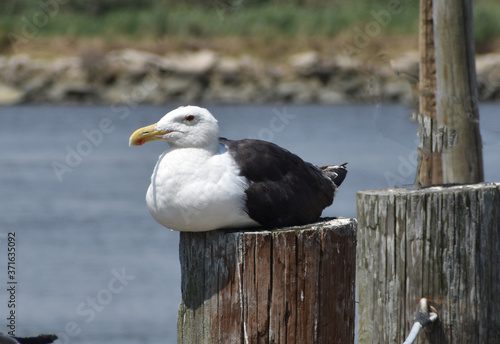 seagull on the pier © Sanhita