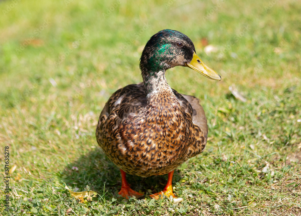 Mottled duck (leopard-like chest) Mottled duck (leopard-like chest)
