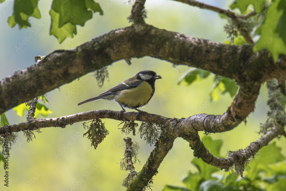 Great Tit (Latin name Parus major) on a tree branch Great Tit (Latin name Parus major) on a tree branch