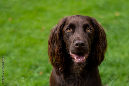 brown cocker spaniel puppy portrait on grass