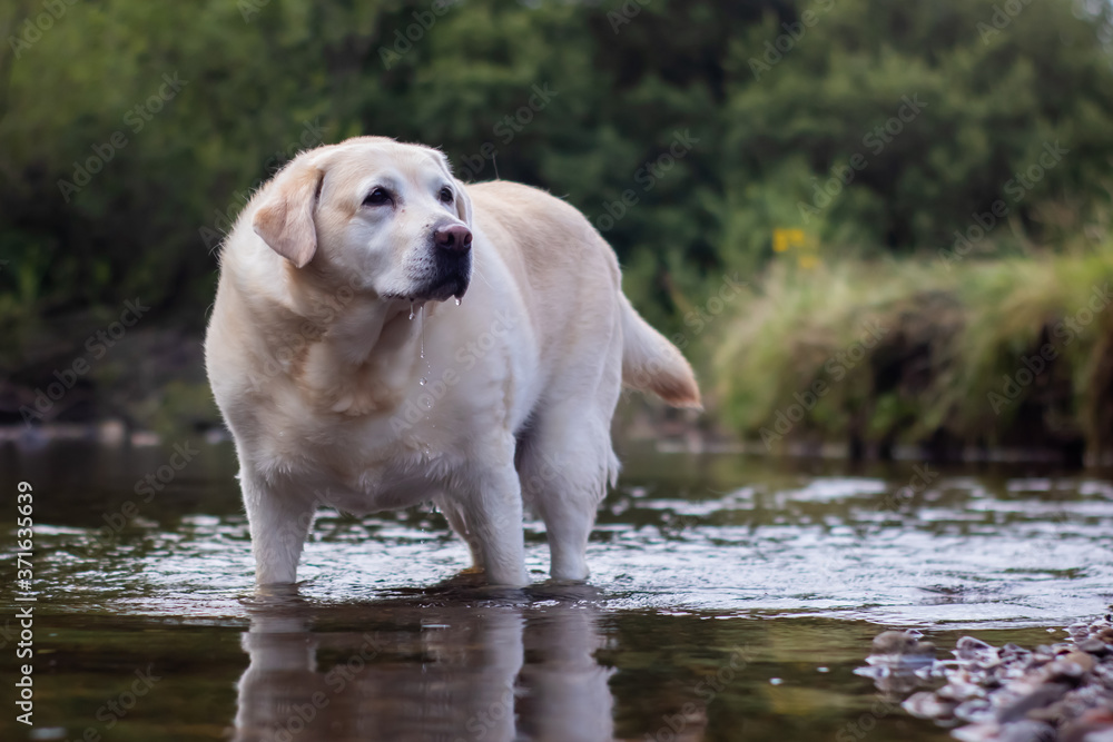 golden yellow Labrador in water golden yellow Labrador in water
