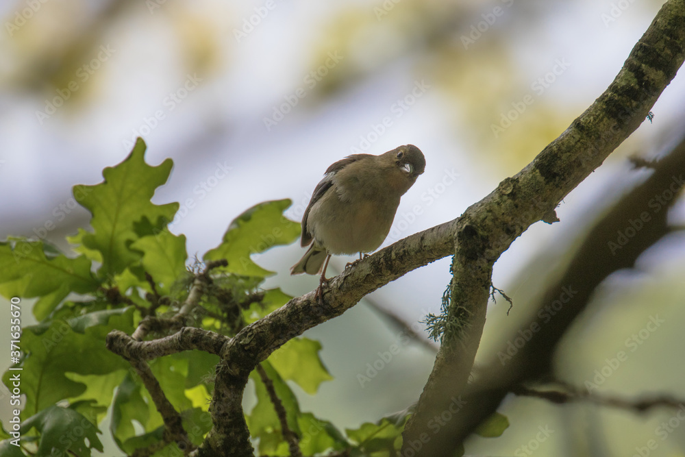 Female Chaffinch (Latin name Fringilla coelebs) on the branch of a tree Female Chaffinch (Latin name Fringilla coelebs) on the branch of a tree