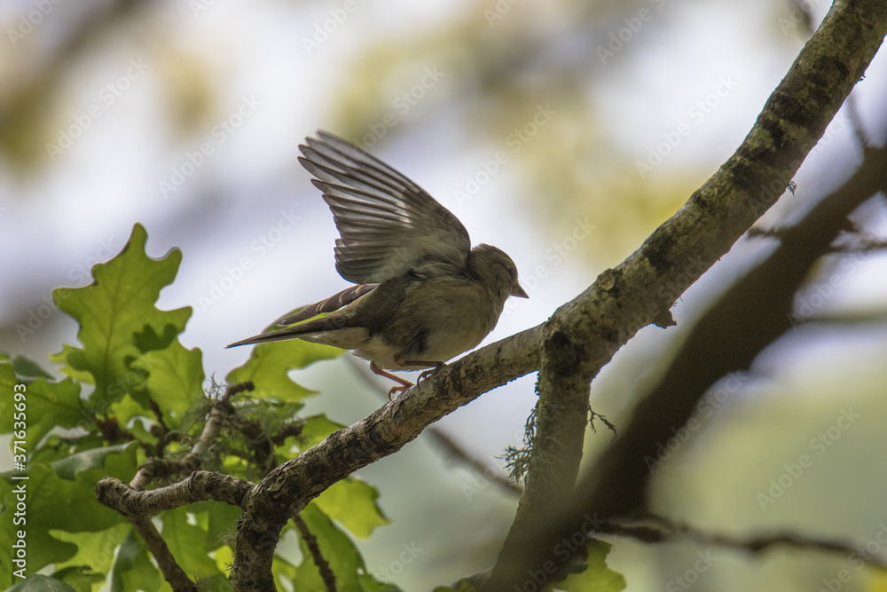 Female Chaffinch (Latin name Fringilla coelebs) on the branch of a tree Female Chaffinch (Latin name Fringilla coelebs) on the branch of a tree