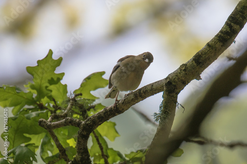 Female Chaffinch (Latin name Fringilla coelebs) on the branch of a tree